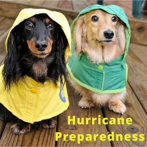 puppies in raincoats