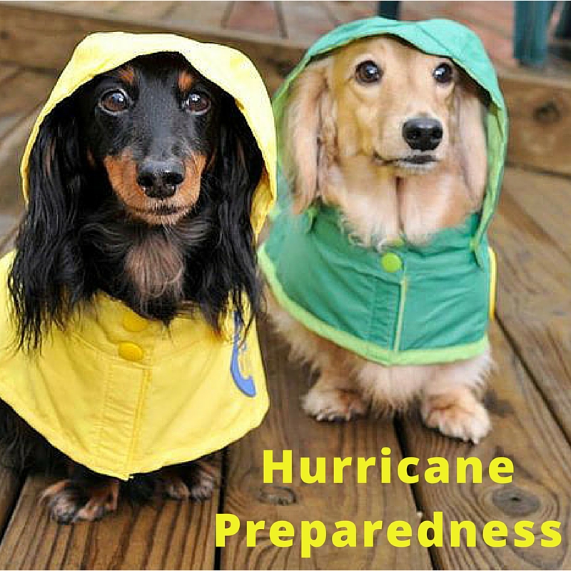 small dogs wearing raincoats, text reading "Hurricane Preparedness"