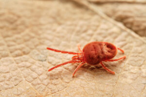 Chigger mite on a brown leaf.